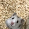 くまぶくろ