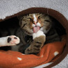 の写真
