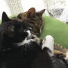ゴンタカさん