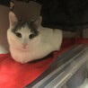 ちーーぱ
