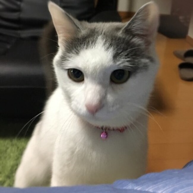ちーーぱのカバー写真