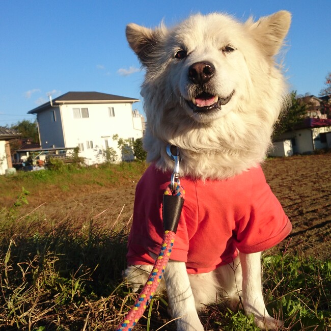 apollo♪のカバー写真