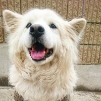 しゃんくす