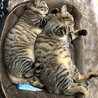 こなると