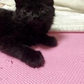 長毛の黒猫　いっくん