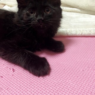 長毛の黒猫　いっくん