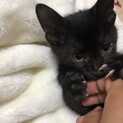 甘えん坊兄弟　うーたん