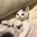 可愛い仔猫たちの里親さん募集です！