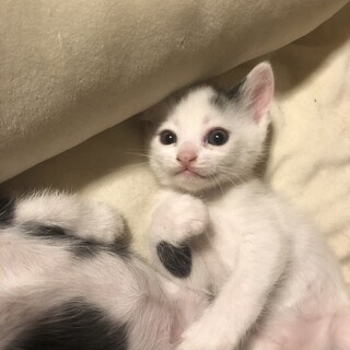 可愛い仔猫たちの里親さん募集です！