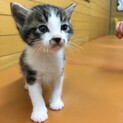 チビにゃん4兄妹★予約開始します