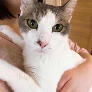 究極の甘えん坊！白グレーの男の子