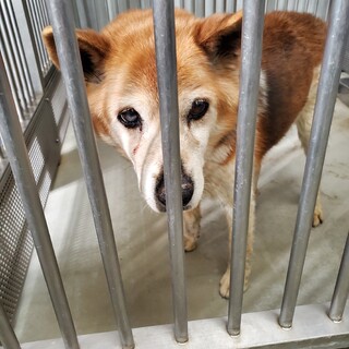 処分間近 穏やかな中型犬の男の子