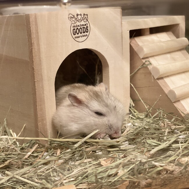 Y v Sのカバー写真