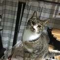 ちょびっとハンデ♡おねだり天使亀ちゃん♂