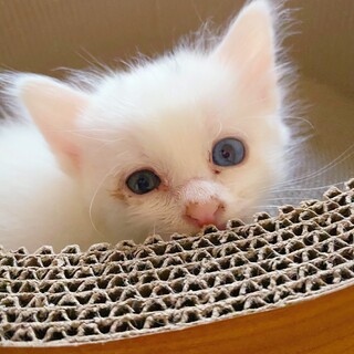 白猫くん里親決定！ありがとうございました！