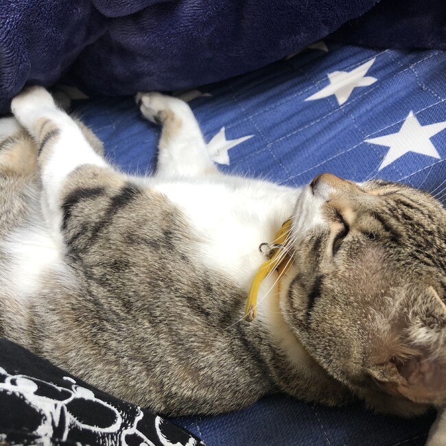 よどんのカバー写真