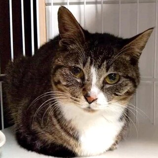 野ざらしケージで約2年を過ごしたななです