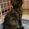 生後1ヵ月の子猫 家族ができました サムネイル3