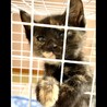 生後1ヵ月の子猫 家族ができました サムネイル4