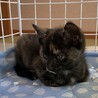 生後1ヵ月の子猫 家族ができました サムネイル5