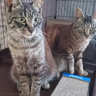 人懐っこ～いアクア君！