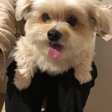 8歳