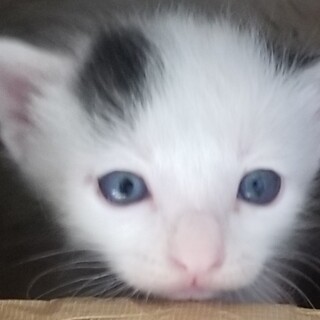 多頭現場の美人ママの子ども白黒ちゃん