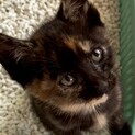 生後1ヵ月の子猫 家族ができました
