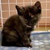 生後1ヵ月の子猫 家族ができました サムネイル2