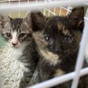生後1ヵ月の子猫 家族ができました サムネイル6