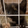 生後1ヵ月の子猫 家族ができました サムネイル7