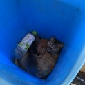 雑種の子猫5匹