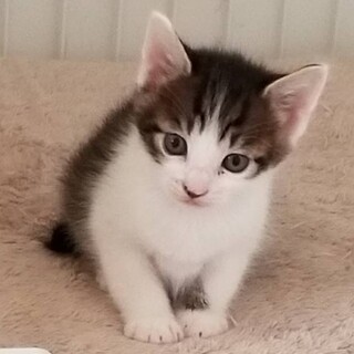 【トライアル中】TNR現場より保護！