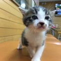 キジ白いつきくん★予約開始