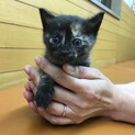 サビっ子桃ちゃん★予約開始