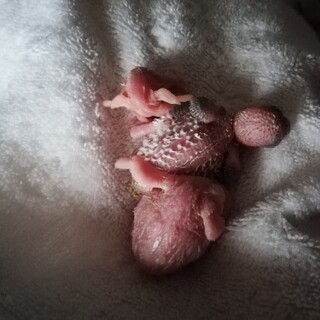 セキセイインコの雛ちゃん