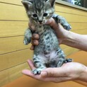 ムギワラの柚ちゃん★予約開始