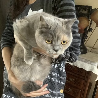 ブルークリームの女の子      