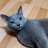 ロシアンブルー甘えん坊の男の子★クッド君 サムネイル2