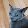 ロシアンブルー甘えん坊の男の子★クッド君 サムネイル3
