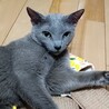 ロシアンブルー甘えん坊の男の子★クッド君 サムネイル6