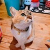 ここあ