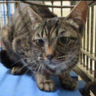 家族に迎えられました！有難うございました！