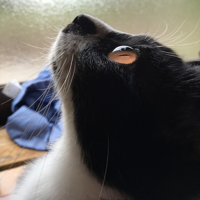 ネロシャイのカバー写真