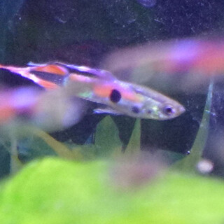 エンドラーズ・ライブベアラーの里親募集です