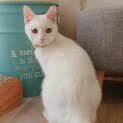 真っ白美猫のむらさきちゃん♪