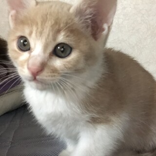 美人猫　たまちゃん
