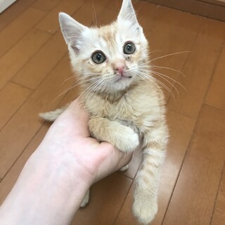 高松市｜トラ猫くんの里親を募集しています！