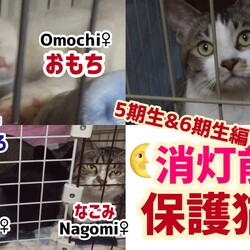 消灯前の保護猫達