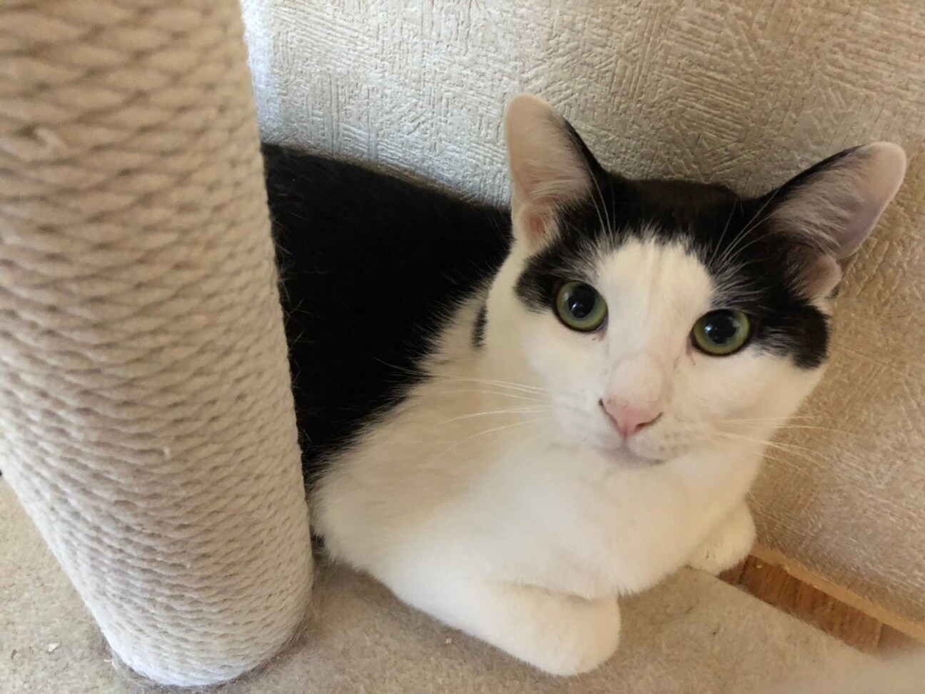 ワカメちゃんカット わか 千葉県 猫の里親募集 ペットのおうち 月間利用者150万人